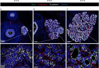 Modelling of Epithelial Growth, Fission and Lumen Formation During Embryonic Thyroid Development: A Combination of Computational and Experimental Approaches